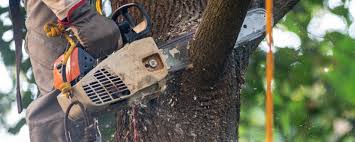 Best Tree Maintenance Programs  in Berwyn, PA