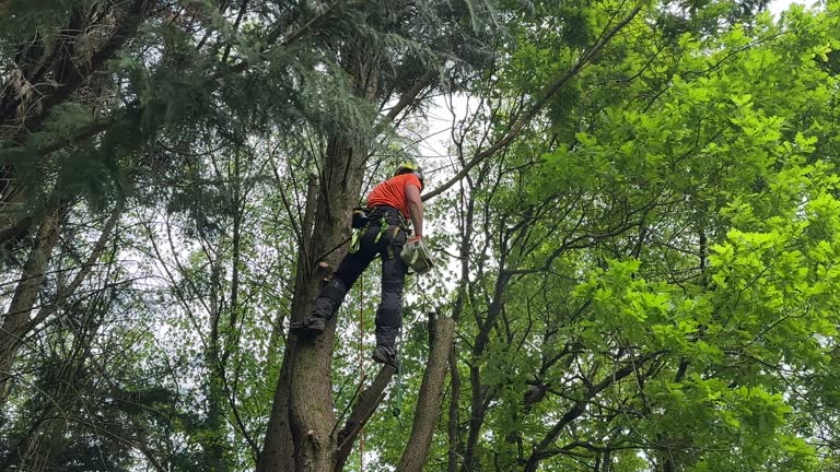 How Our Tree Care Process Works  in  Berwyn, PA