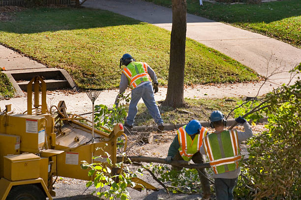 Best Tree Removal  in Berwyn, PA