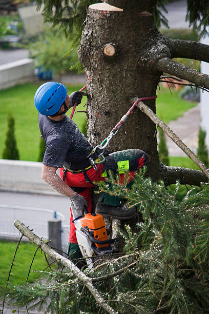 Best Weed Control  in Berwyn, PA